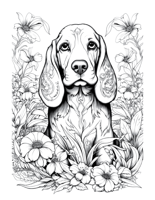 Basset Hound